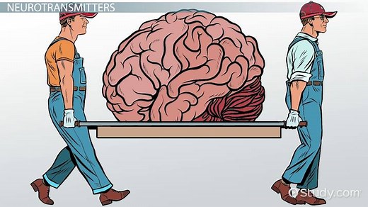 Brain Part that Controls Sleep and Arousal | Overview & Mechanism