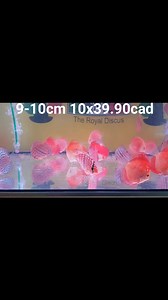 Disponibili in negozio discus 9-10cm 45.90€/cad, mix 5x42.90€/cad, mix 10x39.90€/cad Varietà disponibile: Pigeon Snake, Red Melon, Heckel Cross, Turquoise Brillant. Discus Leopard e Blue Leopard 9-10cm 65.90€/cad (non incluso nell'offerta). Per informazioni chiama al 3428832515. | I Discus di Cannilla The Royal Discus Riproduzione e Allevamento Italiano