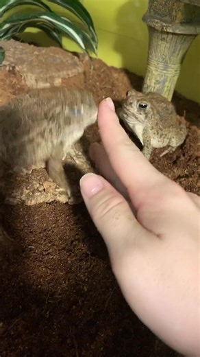 Angry Toad: Dealing with Anger Issues