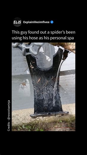ELi5 | SM on Instagram: "Imagine the spider’s web as a super-sensitive, natural “alarm system” made of strings. When you turn on the hose and water hits the web, it causes tiny vibrations - kind of like when you gently pluck a guitar string. These vibrations travel along the web’s threads, reaching the spider just like sound waves reach an ear. The spider’s legs act like super-sensitive receivers that can feel even the smallest shake. When the spider feels these vibrations, it runs to check the 