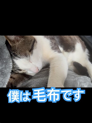 毛布一体型の猫 #プーちゃんねる #絵本作家のぶみ #猫のいる暮らし