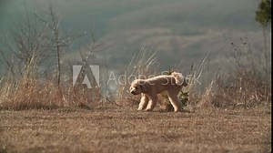 A little beige toy poodle dog pees on a nature background . He picking up his paw and pees on the ground., High quality FullHD footage