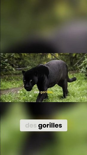 Gabon : Le Paradis Vert Africain, Biodiversité Exceptionnelle!