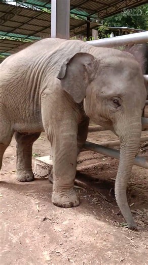 Junior the Lonely Baby Elephant! Why Does He Look So Wistful? So Adorable! - Thai Elephant Story