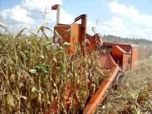 Allis Chalmers 66 combine in corn at HCOP