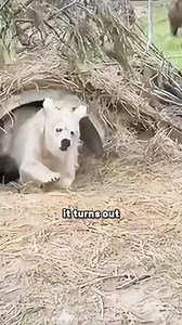 Backkom #shortvideo #animals #shorts #funny | Phenomenal world