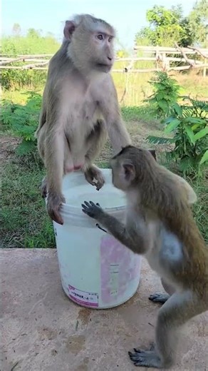 YaYa & Shally having fun with water 🛁💦 #animal #monkey #yaya #funny #shally #babymonkey #cute