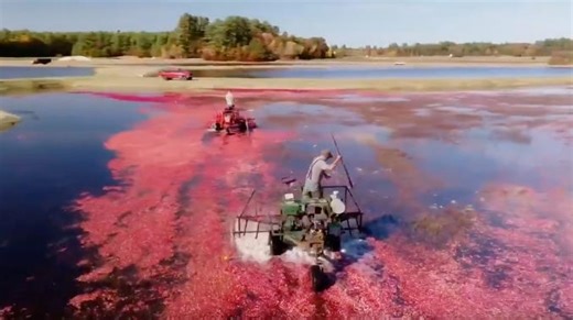 What does harvesting cranberries look like? A view from the sky in Carver, Massachusetts