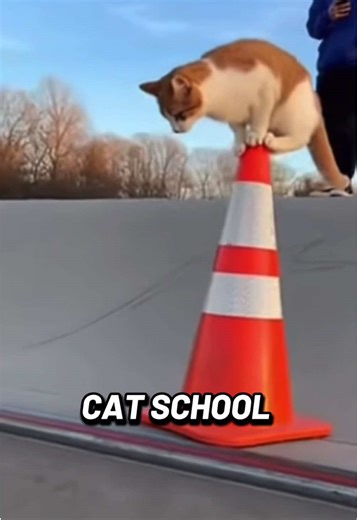 cat school? dropping in at skate park? song cat school by thunder sak #catschool #skatepark #dropin #cat #thundersak