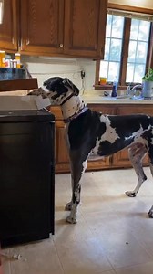 Bigger dogs are harder to dog nap stay safe eat cake. #DogLife #DogTreat #SneakyDog | Larry_the_great_dane