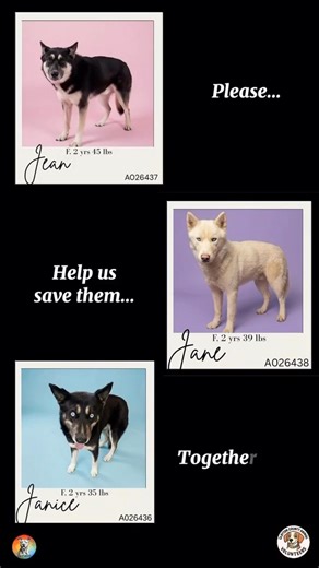 Can you adopt a petite husky or donate? 📩 Volunteers.ccac@gmail.com We transport✈️ SAVE 1 PLEASE