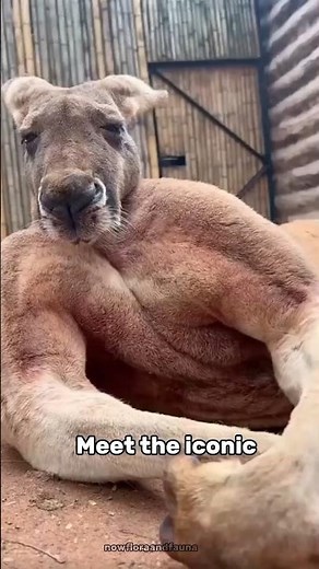Meet the iconic animal of Australia—the Kangaroo! 🦘#kangaroo
