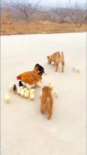 Charming Interaction of Chicks and Hen in Countryside