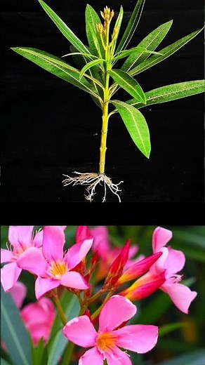 How To Grow Oleander Plant From Cuttings | In This Way Will Never Fail