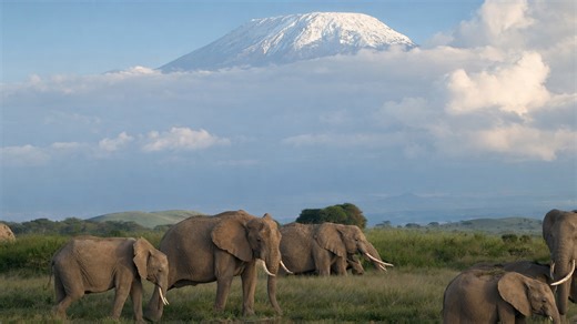 Wildlife with Africa’s Highest Mountain
