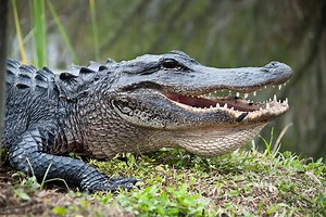 Watch this derpy alligator climb a fence
