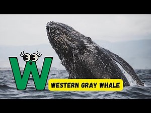 ABC Whale, Shark, Dolphin Song 🎶 | Fun Learning Video | Discover Ocean Giants for Kids | #abcd