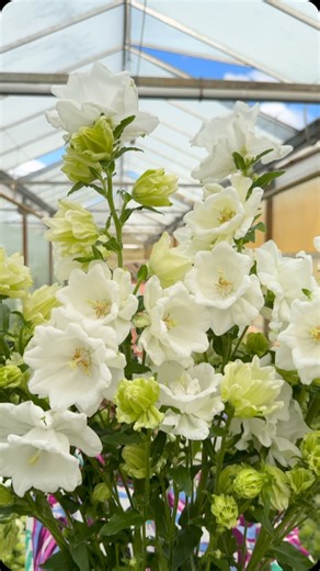 Double Campanula ‘Mont Blanc’! Story of campanula breeder Stadsland on Thursd: https://thursd.com/posts/my-secret-visit-to-stadsland This white beauty is now available at 3 Dutch growers; RICH Luxury Flowers by Rijk de Jongh, @greenvalleygardenbv and Kouwenhoven! #campanula #summerflowers Thursd. | Peter van Delft