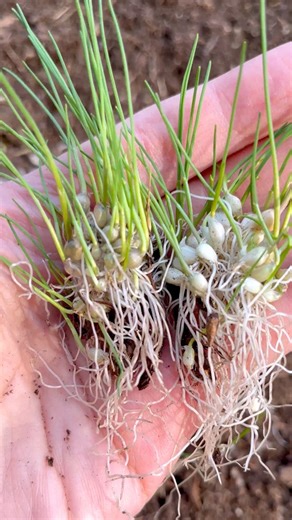 Garlic bulbils develop on the umbel (false seed head) that form on the scape of hard neck varieties. You may notice tiny lilac flowers growing beside the bulbils. Scapes are usually removed to divert energy to the developing bulb. Some bulbils grow along the stalk and are usually bigger than ones that develop on the seed head. Bulbils are not true seeds, but are clones of the mother plant and can be planted to grow more garlic. More info in the comments below.⬇️ #garlic #garden #winter #thankful
