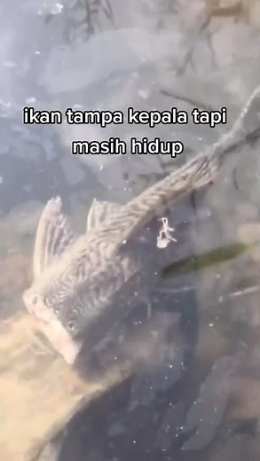 Headless fish still alive? dare to see?