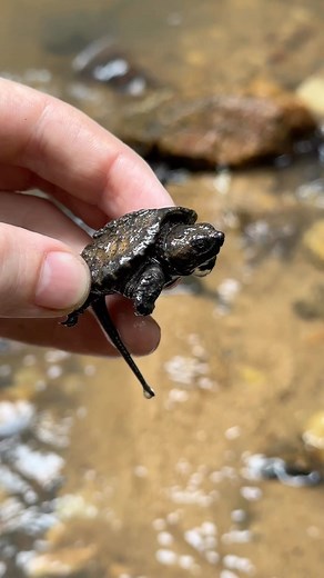 NKFherping on Instagram: "An adorable hatchling Common Snapping Turtle I found in a small creek in Georgia. Hopefully this little turd can overcome the odds and survive to adulthood."