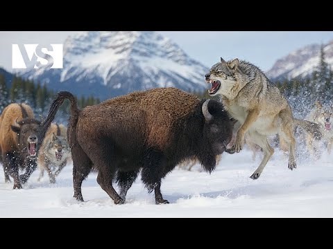 ÉTATS-UNIS | Un Voyage à Travers la Vie Sauvage la Plus Extrême d’Amérique – Documentaire Animalier
