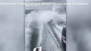 GRAPHIC VIDEO: The men connected to a video of a shark being dragged behind a speeding boat have been charged with animal cruelty. STORY: http://bit.ly/2AVycoN | Lindsey Reiser
