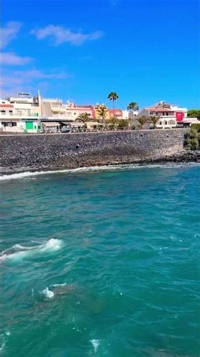 Why Everyone Loves La Caleta, Tenerife ☀️ Beautiful Canary Islands Bay