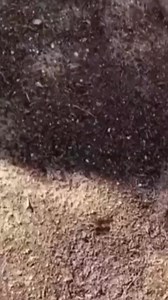 107K views · 4.8K reactions | Le groupe fait la force ! 藍 | Mrkatzze | Facebook