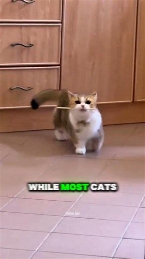This Cat Plays Fetch Like a Dog! #cat #shorts #animals