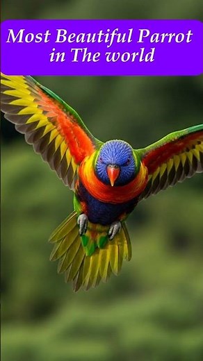 From Helpless Chick to Colorful Survivor | Rainbow Lorikeet Documentary