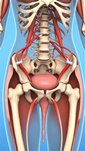 Hemorroides: Lo que No Estás Viendo por Dentro #hemorroides #saludintestinal #recto #bienestar #proctología