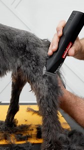 Working around points where the bone sticks out #doggrooming | Northern California Grooming Academy