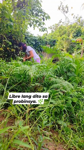 36K views · 1.4K reactions | Paco [Fiddlehead fern].  | Ms Daloi | Facebook