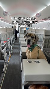 an airline that allows large dogs?! 😱 sign us up @flyjsx welcomes dogs up to 79lbs in cabin, and smaller dogs in carriers underneath the seat fora fee. here’s everything you need to know 👇🏼 🍓 fly out of small, private terminals or airports 🍓 minimal waiting, no lines, arrive 30mins before departure 🍓 small dogs in carriers welcome for $100 fee each way 🍓 dogs up to 79lbs welcome at the cost of additional seat 🍓 free WiFi, drinks, and snacks onboard 🍓 no dogs allowed on the seats at any 