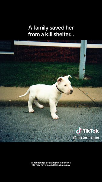 Adopt a pet near you this weekend! @Best Friends #BFInspired #SaveThemAll #NoKill2025 #nationaladoptionweekend