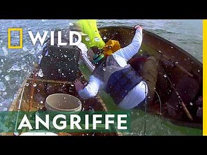 Warum beißen Haie in Boote? | Hai Life