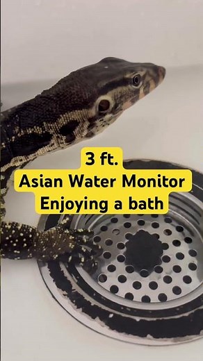 Why Asian Water Monitors Need Water