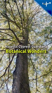 🌲 Red cypress or yellow cypress? On Taiwan’s Alishan Mountain, you’ll find both these majestic and longstanding endemic species, which play a vital role in preserving local biodiversity and provide a home for countless forest creatures. But can you tell them apart? Watch #BotanicalWonders on the TaiwanPlus YouTube channel. #Cypress #Alishan #Taiwan #Nature #EcoParadise #HiddenGem | TaiwanPlus