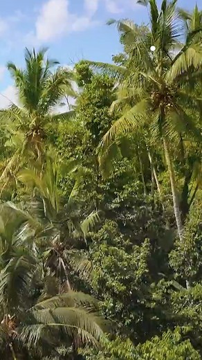 Et si la forêt était la solution pour la planète ? 🌳 Découvrez les super-pouvoirs des arbres dans 𝗟𝗲 𝗴𝗲́𝗻𝗶𝗲 𝗱𝗲𝘀 𝗮𝗿𝗯𝗿𝗲𝘀, un documentaire disponible sur france.tv ►bit.ly/Doc-arbres | France tv nature