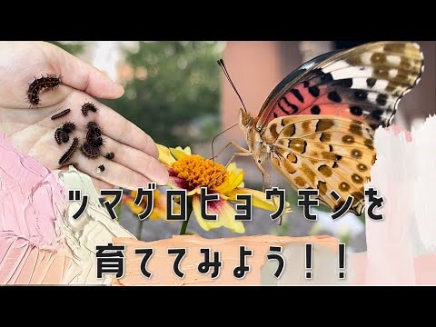ツマグロヒョウモンを育ててみたい人必須！！ポイント紹介！