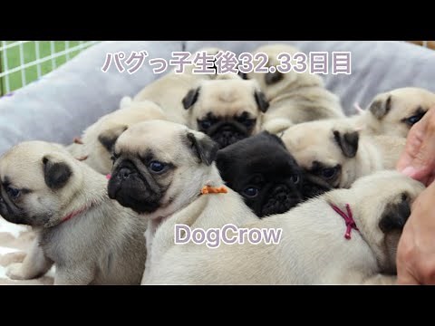 【パグ赤ちゃん】生後33日目玉露っ子&生後32日目あまみっ子