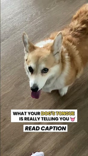 5 things your dog's tongue can tell you about their health