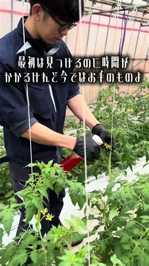 #トマトトーン#東京農家