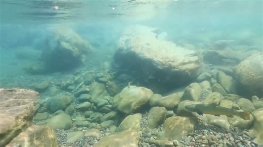 11K views · 254 reactions | Big and Wild Montana wilderness fish | Fish Eye Guy Photography | Facebook