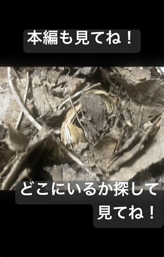 こけ丸写真集切り抜き！#カナヘビ