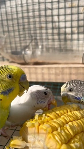 Beautiful Budgies (Parakeets) Eating Together #birds #blackfacebudgie #budgies