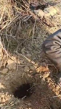 Back to roots 🌱Organic farming for a healthier life & cleaner future 💚