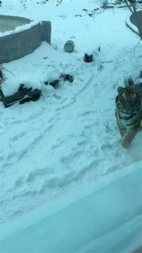 Sungari just wanted to say hello 👋🐯 #Tiger #Animals #AmurTiger #Buffalo | The Buffalo Zoo