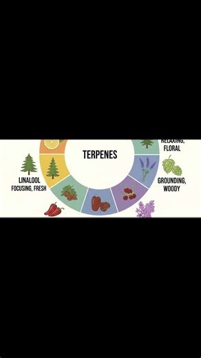 Ever wondered why scents feel different? 🌿✨ This terpene wheel shows the natural aromas hiding in plants: 🍋 Limonene – citrusy & uplifting 🌲 Pinene – fresh & focusing 🌸 Linalool – floral & relaxing 🌶️ Caryophyllene – spicy & grounding 🍒 Terpinolene – fruity & herbal 🥭 Myrcene – mellow & smooth From citrus bursts to calming florals, terpenes shape the vibes you breathe in 🌈 #BreatheBotanica #InfuseYourLife #TerpeneLifestyle #AromatherapyElevated #WellnessRedefined